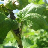 Listovi ribizle se uvijaju - kako obraditi ako se naboraju i požute - 8 razloga